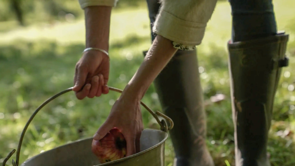 Embracing zero-waste production, collecting windfall apples from Gattertops orchards